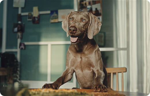 Il cane dello spot di Segugio.it