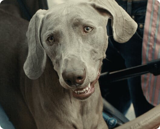Il cane Segugio, mascotte dello spot Segugio.it